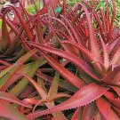 ALOE CAMERONI Red Aloe Vera Succulents Garden Plants 5 PCS Seeds ALOE CAMERONI Red Aloe Vera Succulents Garden Plants 5 PCS Seeds