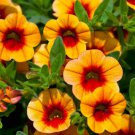 Apricot Punch Calibrachoa Organic Petunia 200 PCS Seeds