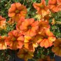 Apricot Punch Calibrachoa Organic Petunia 200 PCS Seeds