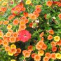 Apricot Punch Calibrachoa Organic Petunia 200 PCS Seeds
