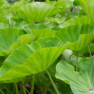 Alocasia Macrorrhiza Bonsai Giant Taro Flores Garden 100 PCS Seeds