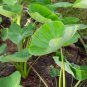 Alocasia Macrorrhiza Bonsai Giant Taro Flores Garden 100 PCS Seeds