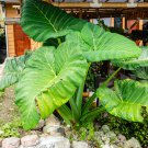 Alocasia Macrorrhiza Green Giant Taro Bonsai 20 PCS Seeds