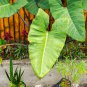 Alocasia Macrorrhiza Green Giant Taro Bonsai 20 PCS Seeds