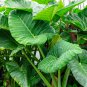 Alocasia Macrorrhiza Green Giant Taro Bonsai 20 PCS Seeds