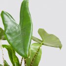 Alocasia Zebrina Elephants Ear Bright Green Leaves Spot Stem 100 PCS Seeds Alocasia Zebrina Elephants Ear Bright Green Leaves Spot Stem 100 PCS Seeds