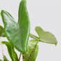 Alocasia Zebrina Elephants Ear Bright Green Leaves Spot Stem 100 PCS Seeds