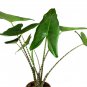 Alocasia Zebrina Elephants Ear Bright Green Leaves Spot Stem 100 PCS Seeds