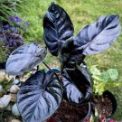 Alocasia Jewel of Borneo kapit Alocasia Infernalis Purple Elephant 20 PCS Seeds Alocasia Jewel of Borneo kapit Alocasia Infernalis Purple Elephant 20 PCS Seeds