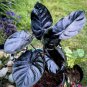 Alocasia Jewel of Borneo kapit Alocasia Infernalis Purple Elephant 20 PCS Seeds