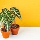 Alocasia lowii 'Polly amazonica' Indoor Plant Ornamental Plant 100 PCS Seeds Alocasia lowii 'Polly amazonica' Indoor Plant Ornamental Plant 100 PCS Seeds