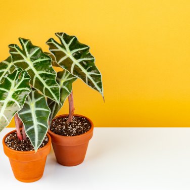 Alocasia lowii 'Polly amazonica' Indoor Plant Ornamental Plant 100 PCS Seeds