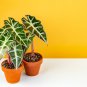 Alocasia lowii 'Polly amazonica' Indoor Plant Ornamental Plant 100 PCS Seeds