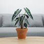 Alocasia lowii 'Polly amazonica' Indoor Plant Ornamental Plant 100 PCS Seeds