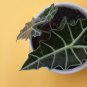 Alocasia lowii 'Polly amazonica' Indoor Plant Ornamental Plant 100 PCS Seeds