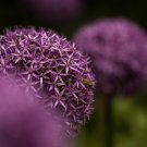 Allium giganteum Flower Mixed 100 PCS Seeds