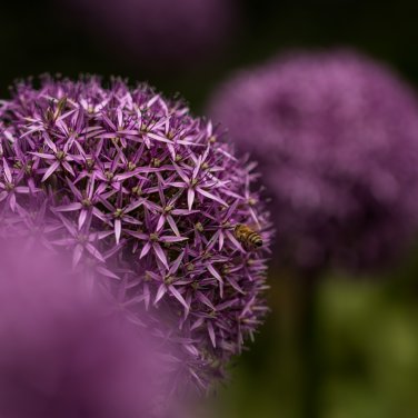 Allium giganteum Flower Mixed 100 PCS Seeds