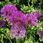 Allium giganteum Flower Mixed 100 PCS Seeds