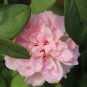 apple bloom rosebud Pink Color big blooms 10 PCS Seeds
