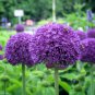 Allium Giganteum Giant Onion with Purple Flowers 20 PCS Seeds