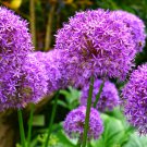 Allium Giganteum Purple Plant DIY Home Garden 20 PCS Seeds