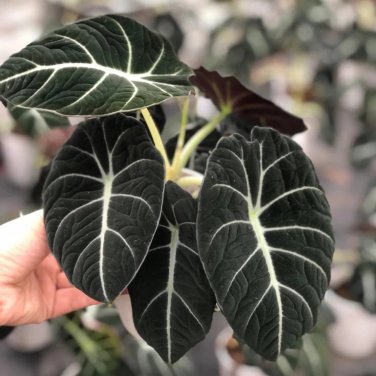 alocasia Elephant Ear Taro 'Black Velvet'  20 PCS Seeds