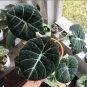 alocasia Elephant Ear Taro 'Black Velvet' 20 PCS Seeds