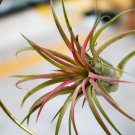 Air Plant Tillandsia Tillandsia Ionantha Soilless 50 PCS Seeds Air Plant Tillandsia Tillandsia Ionantha Soilless 50 PCS Seeds
