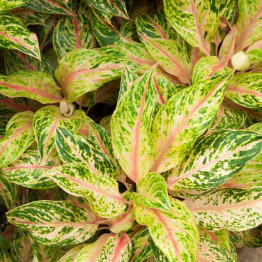 Aglaonema spp Sansevieria Bonsai Indoor Plants 100 PCS Seeds