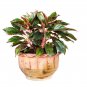 Aglaonema spp Sansevieria Bonsai Indoor Plants 100 PCS Seeds