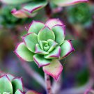 Air PineappleOf Prevent Radiation Fleshy 20 PCS Seeds
