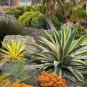 Agave xylonacantha Succulent Garden Plants 10 PCS Seeds