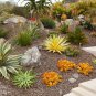 Agave xylonacantha Succulent Garden Plants 10 PCS Seeds