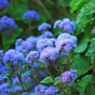 Ageratum 'Blue Ball' Quality Flower 38 PCS Seeds Ageratum 'Blue Ball' Quality Flower 38 PCS Seeds