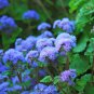 Ageratum 'Blue Ball' Quality Flower 38 PCS Seeds