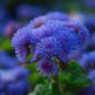 Ageratum 'Blue Ball' Quality Flower 38 PCS Seeds