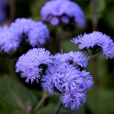 Ageratum Conyzoides Flowers 100 PCS Seeds