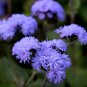 Ageratum Conyzoides Flowers 100 PCS Seeds