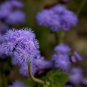 Ageratum Conyzoides Flowers 100 PCS Seeds
