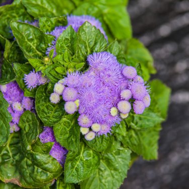Ageratum Mauritius F1 28 PCS Seeds