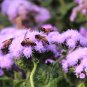 Ageratum Mauritius F1 28 PCS Seeds