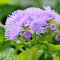 Ageratum Mauritius F1 28 PCS Seeds