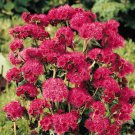 Ageratum Red Sea 10 PCS Seeds Ageratum Red Sea 10 PCS Seeds