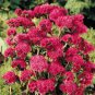 Ageratum Red Sea 10 PCS Seeds