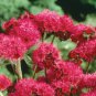 Ageratum Red Sea 10 PCS Seeds
