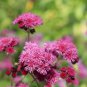 Ageratum Red Sea 10 PCS Seeds