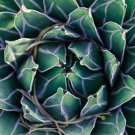 Agave Victoriae-reginae 5 PCS Seeds