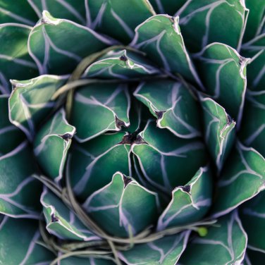 Agave Victoriae-reginae 5 PCS Seeds