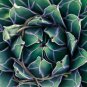Agave Victoriae-reginae 5 PCS Seeds