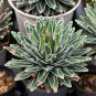 Agave Victoriae-reginae 5 PCS Seeds